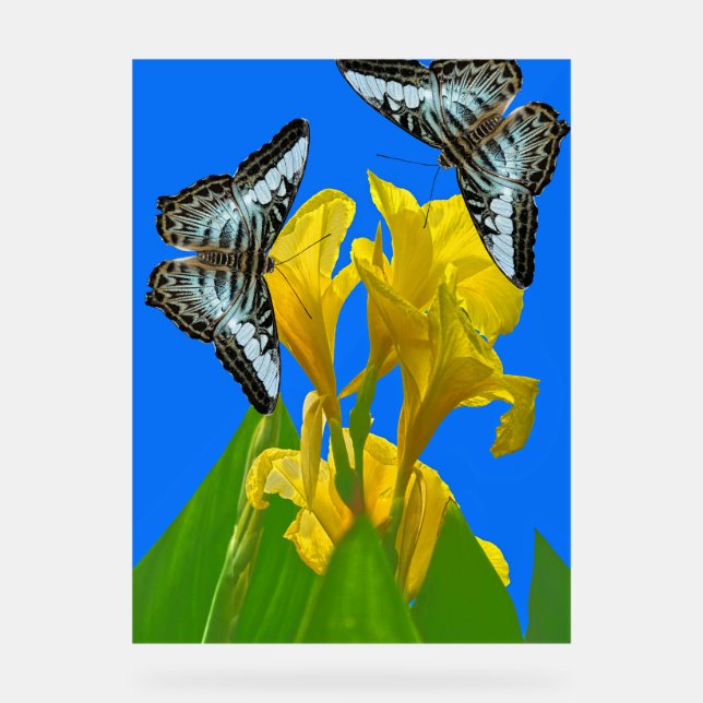 Señal Acrílica Mariposas de barquillos azules malayas en Canna Ki (Anverso)