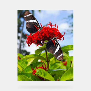 Señal Acrílica Mariposas de cebra con flores rojas