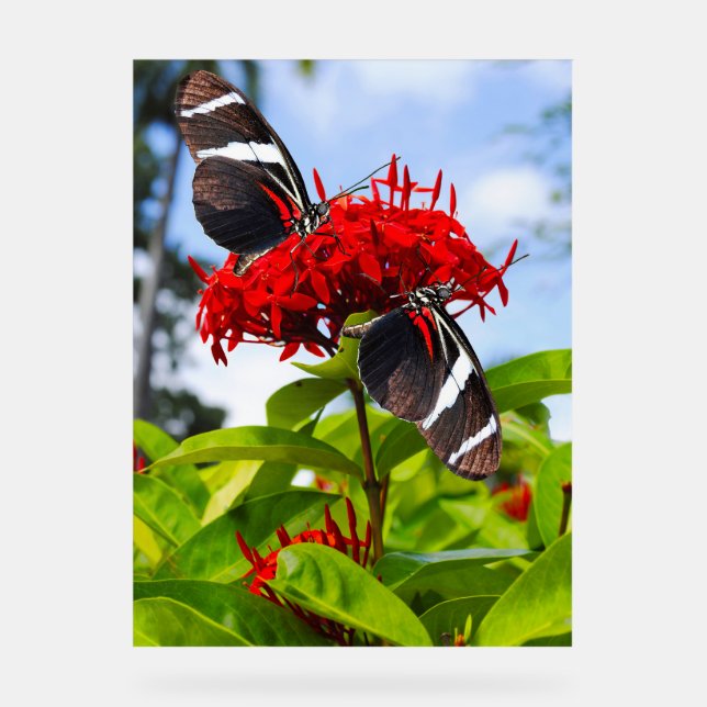 Señal Acrílica Mariposas de cebra con flores rojas (Anverso)