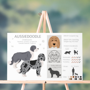 Señal Acrílica Mezcla de perros Aussiedoodle