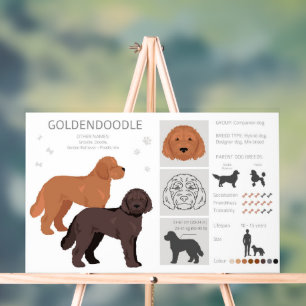 Señal Acrílica Mezcla de perros Goldendoodle