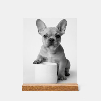 Señal Acrílica Minimalist Funny French Bulldog Guards ToiletPaper