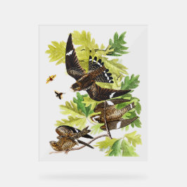 Señal Acrílica Pájaros Audubon - Halcón Nocturno