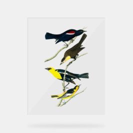 Señal Acrílica Pájaros Audubon - Oriol Turpial Estornino