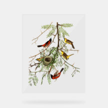 Pájaros Audubon - Oriole de huerta - Acacia de mie