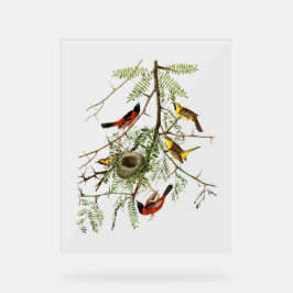 Señal Acrílica Pájaros Audubon - Oriole de huerta - Acacia de mie