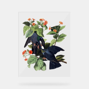 Señal Acrílica Pájaros Audubon - Palomas coronadas blancas