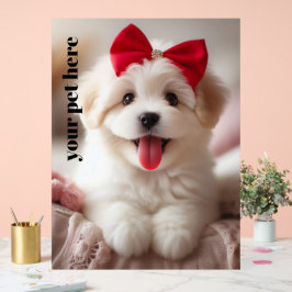 Señal Acrílica Personalizado