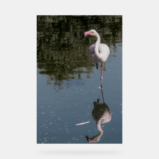 Señal Acrílica pink flamingo in the water