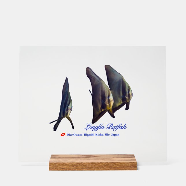 Señal Acrílica Posavasos de bebida de Thee Cute Longfin Batfish (Anverso)