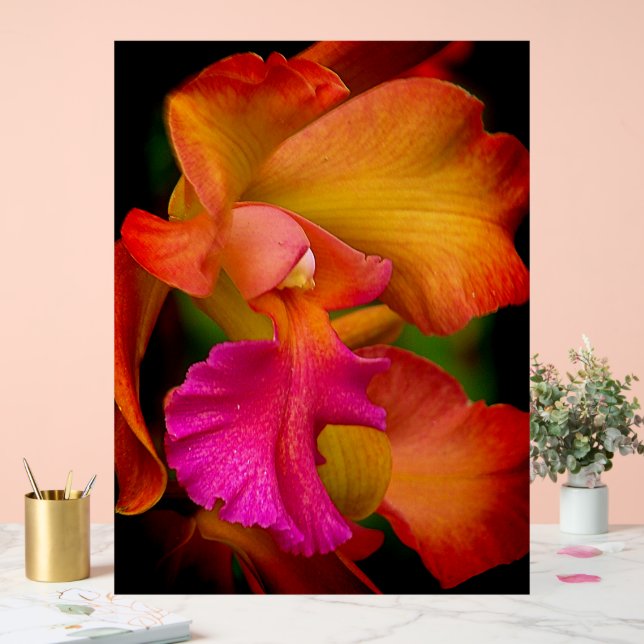 Señal Acrílica Retrato de Orquídea Cattleya (Boda)