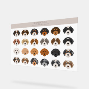 Señal Acrílica Rótulo acrílico de Bernedoodle