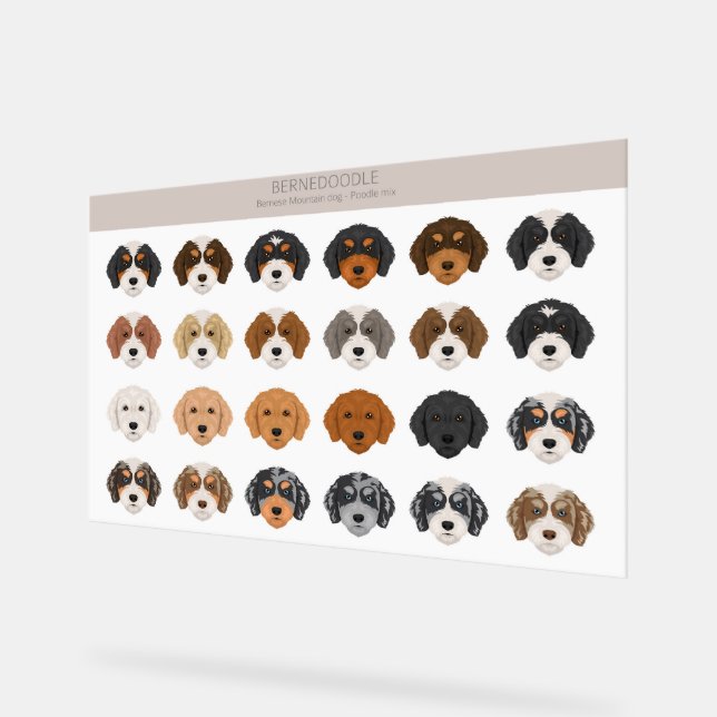 Señal Acrílica Rótulo acrílico de Bernedoodle (Ángulo)