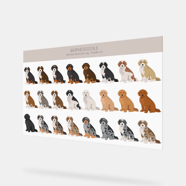 Señal Acrílica Rótulo acrílico de Bernedoodle (Ángulo)