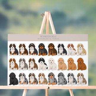 Señal Acrílica Rótulo acrílico de Bernedoodle