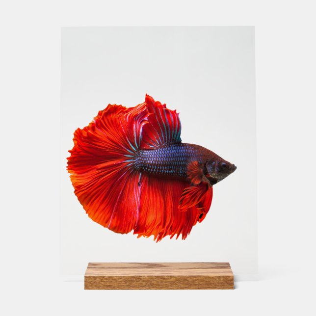 Señal Acrílica Rótulo acrílico personalizado de 11" x 14", con bl (Anverso)