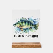 Serie de Acuarela: Perca