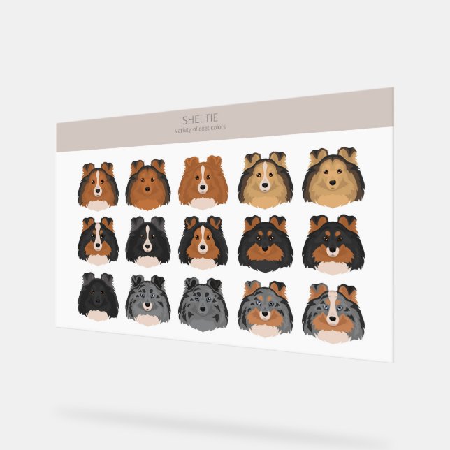 Señal Acrílica Sheltie, Shetland Sheepdog mix (Ángulo)