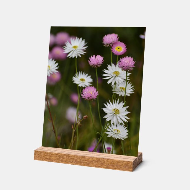 Señal Acrílica Susurros de Flores Silvestres (Ángulo)