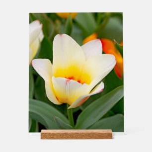 Señal Acrílica Tulipán Blanco