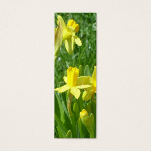 Señal amarilla de los narcisos del ranúnculo