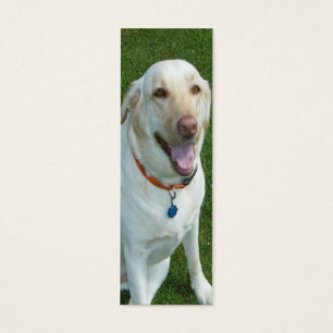 Señal amarilla del labrador retriever con