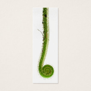 Señal de la fronda de Sundew