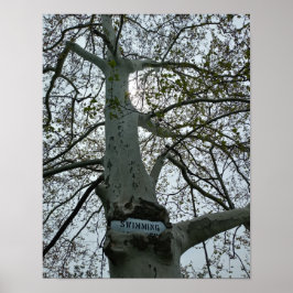 Señal de No Nadar en un Árbol