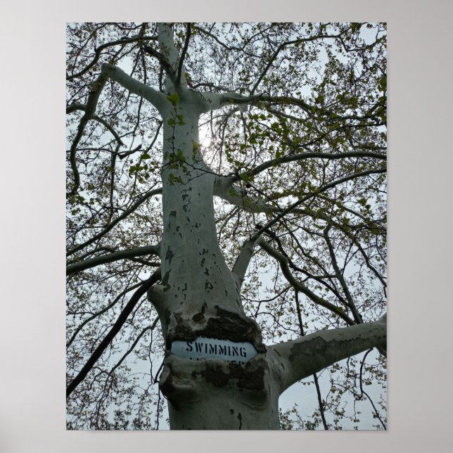Señal de No Nadar en un Árbol (Frente)