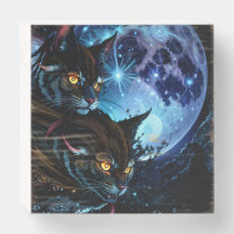 Noche de gato