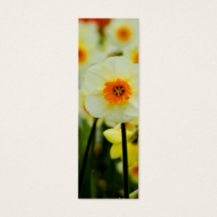 Señal del narciso