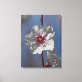 Sencilla Primavera Blanca Arbol De Almendros Arte 