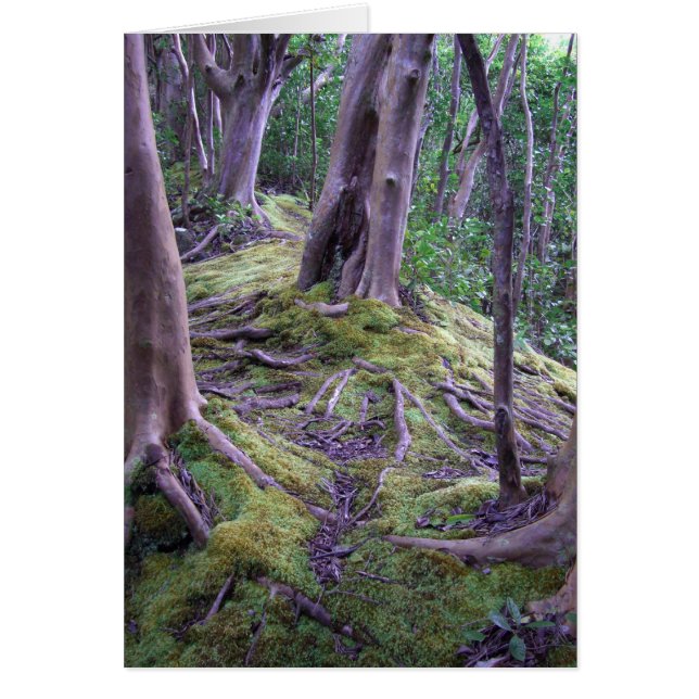 Sendero cubierto de Moss (Frente)