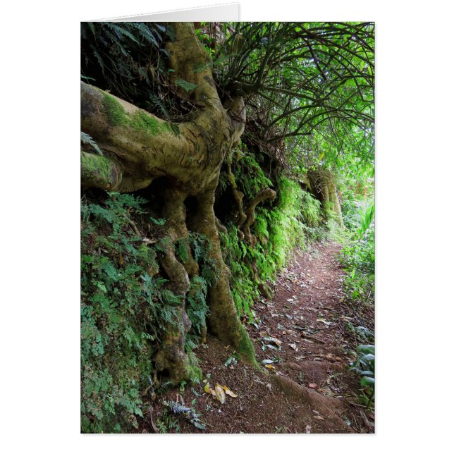 Sendero de Hawái (Frente)