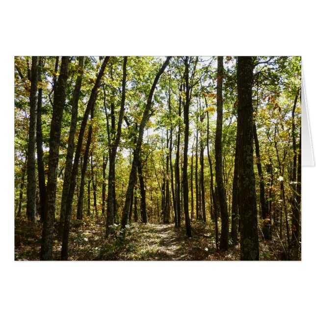 Sendero de los Apalaches en octubre en Shenandoah (Anverso (Horizontal))