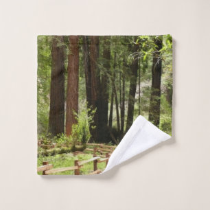 Sendero de Muir Woods I Fotografía de la naturalez