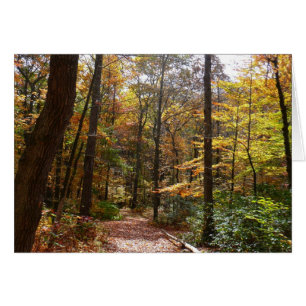 Sendero de Otoño Iluminado por el Sol en Laurel Hi