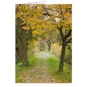 Sendero en otoño