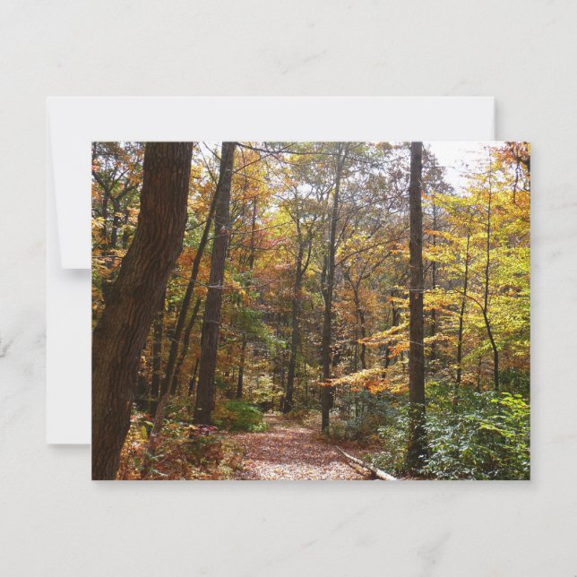 Sendero Sunlit Fall en el Parque Estatal Laurel Hi (Anverso)