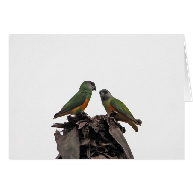Senegal Parrots (Anverso (Horizontal))