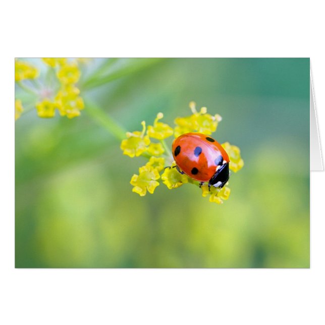 señora de arriba (Anverso (Horizontal))