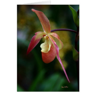 Señora deslizador y orquídeas