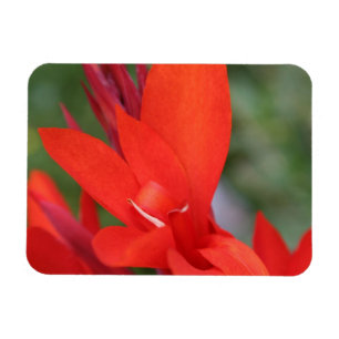 "Señora en" imán rojo rojo de la foto del lirio