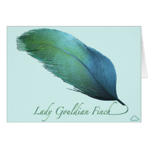 Señora Gouldian Finch Tail