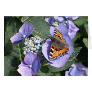 Señora pintada Butterfly 1