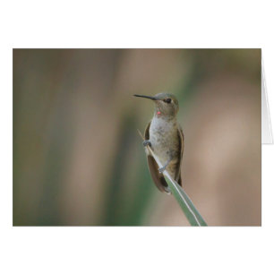 Sensación de bonito