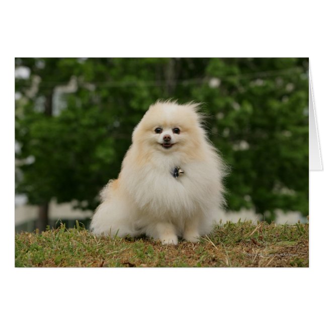 Sensación de Pomering (Anverso (Horizontal))