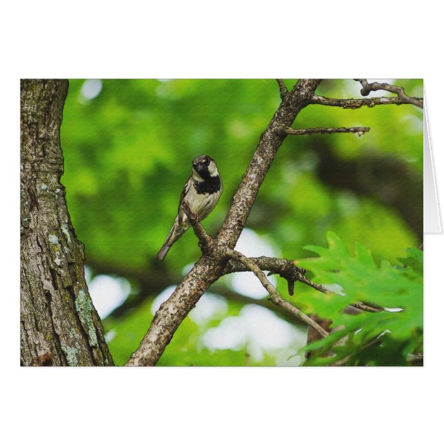 Sentado alrededor (Anverso (Horizontal))