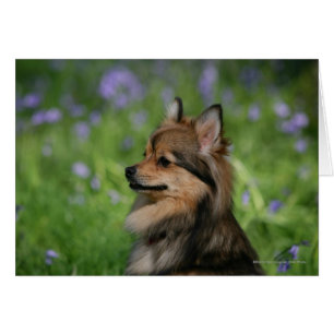 Sentado de bala en la cabeza de Pomerania