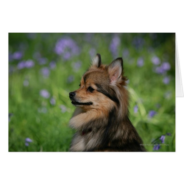 Sentado de bala en la cabeza de Pomerania (Anverso (Horizontal))